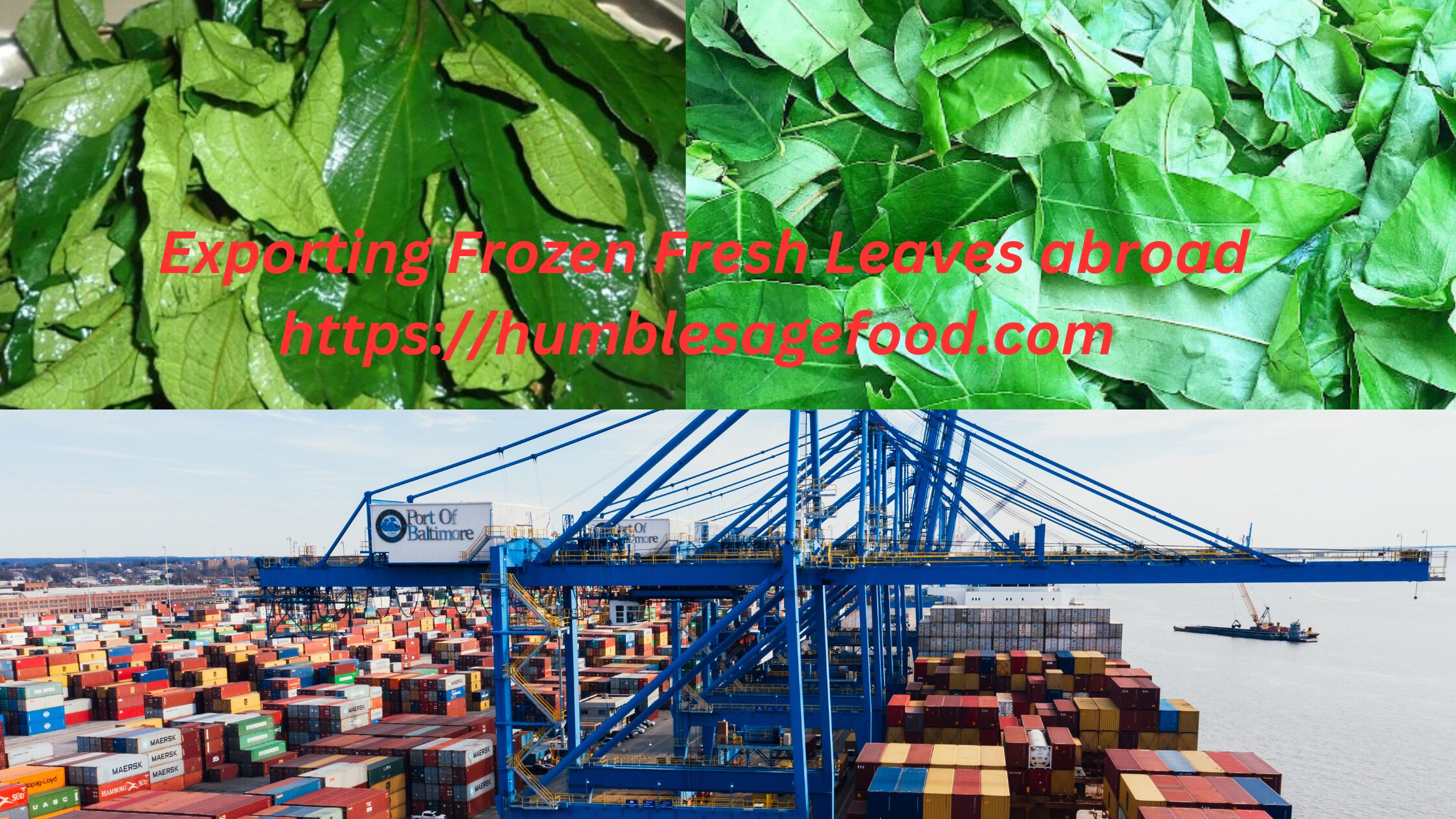 Exporting frozen fresh leaves abroad